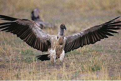 《哥谭骑士》全新实机视频展示28套不同外观服装